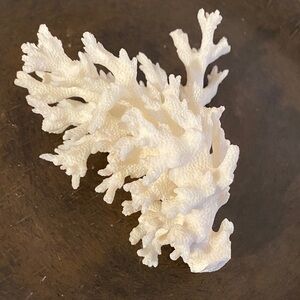 White Coral Decor Piece